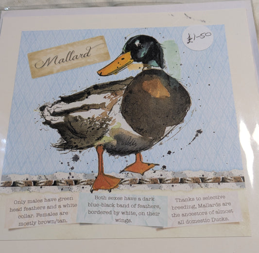 HAND MADE 6x6 INCH BIRD CARDS SALE ON 2 ITEMS ACROSS MY SHOP INCLUDING P&P TO UK  CODE 14